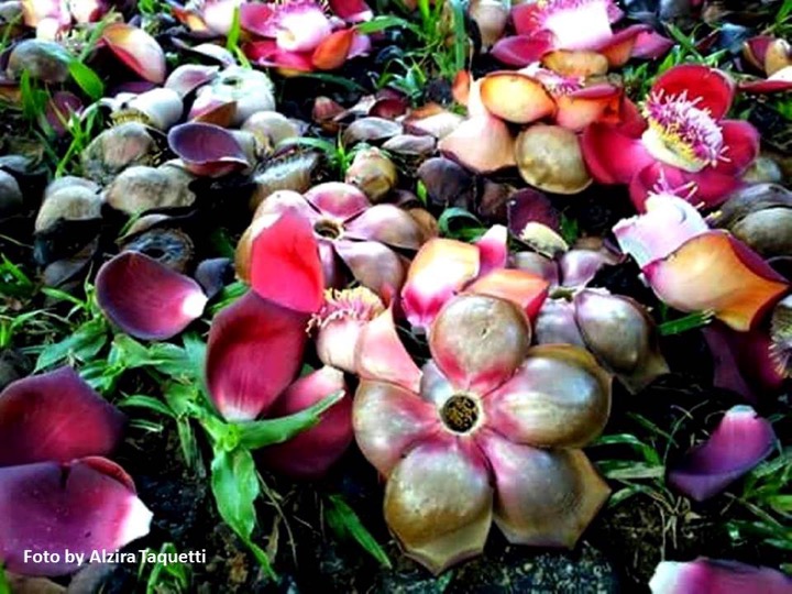 Joias da Natureza I