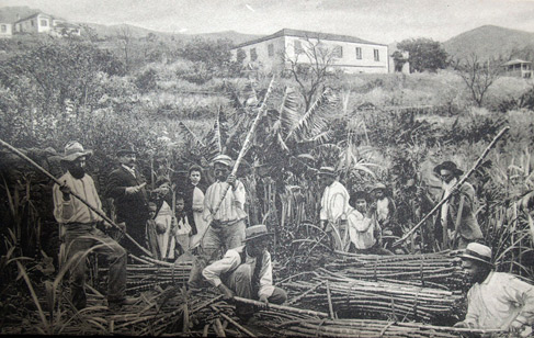 Apanha cana acucar