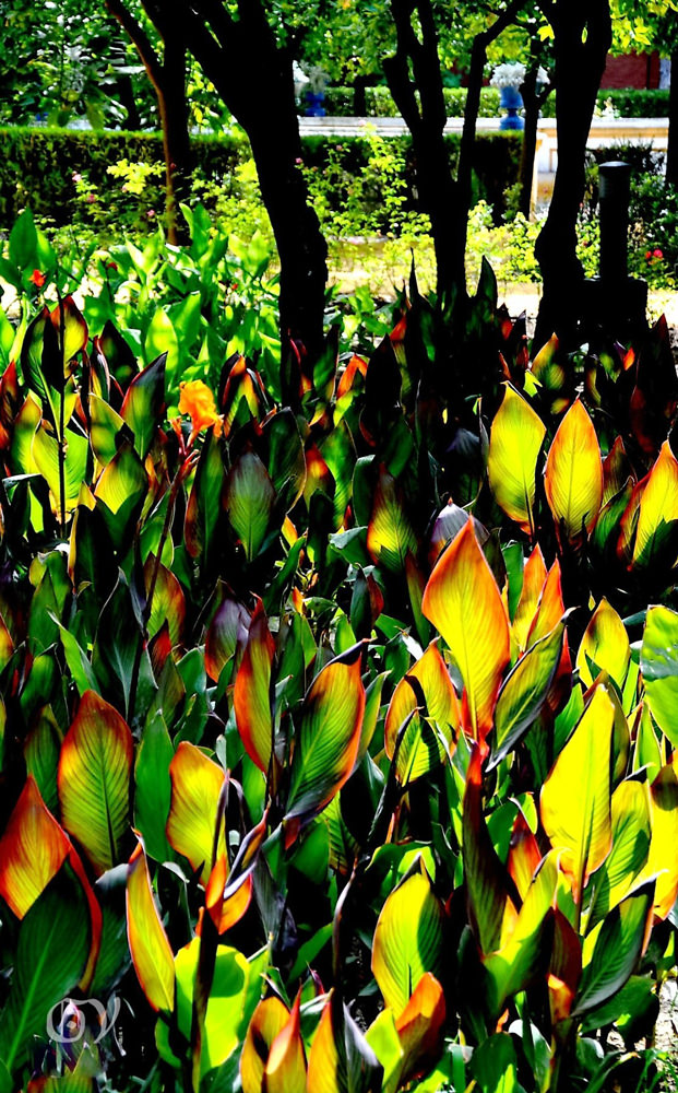 Natura Sevilla España